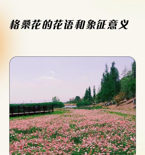 浪子象征的花有哪些？花语探究