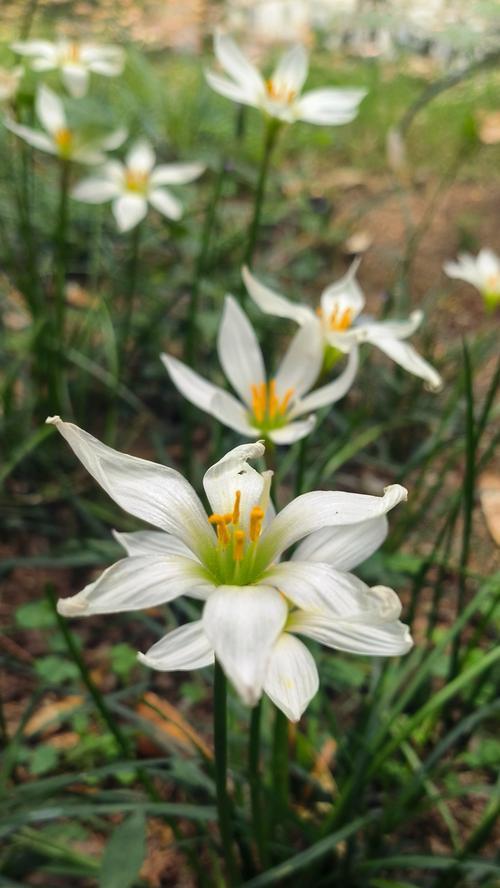 桃李花的花语是什么？桃李花在传统花语中代表了哪些寓意？