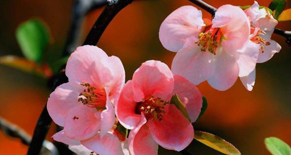 桃李花的花语是什么？桃李花在传统花语中代表了哪些寓意？