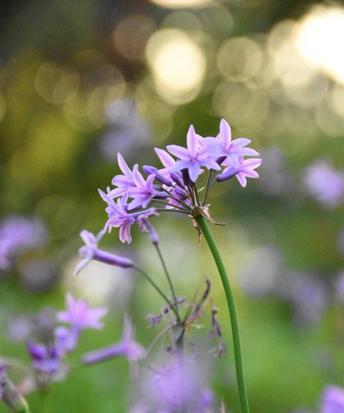 桃李花的花语是什么？桃李花在传统花语中代表了哪些寓意？