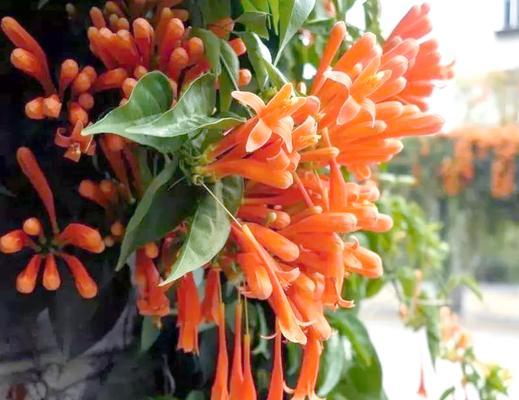 爬藤花象征成长：哪些品种最适宜？