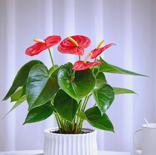 家中花卉繁茂的寓意是什么？