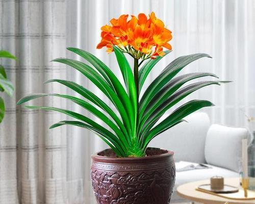 家中花卉繁茂的寓意是什么？