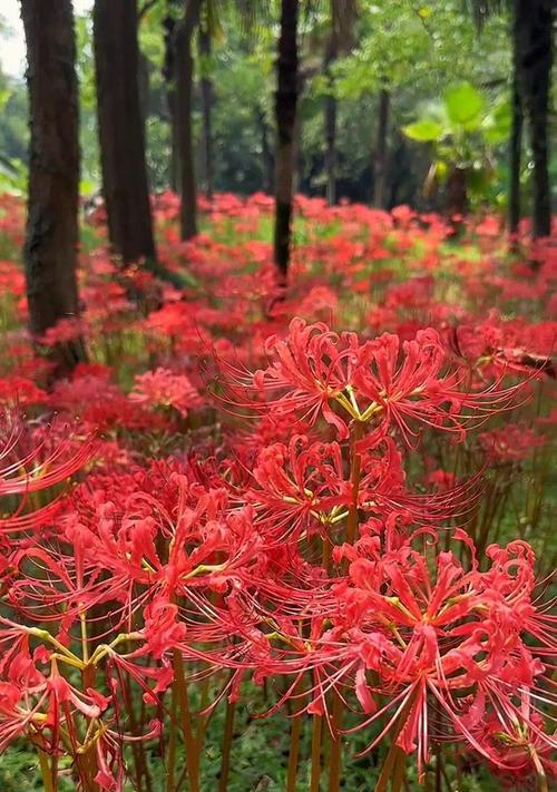 象征相思的花卉及其寓意是什么？