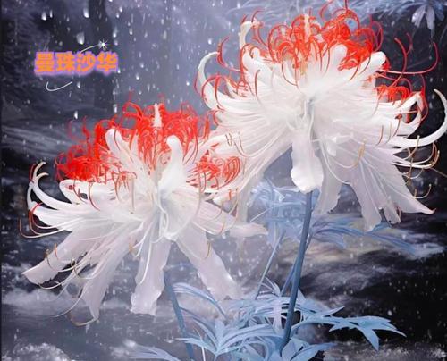 象征相思的花卉及其寓意是什么？