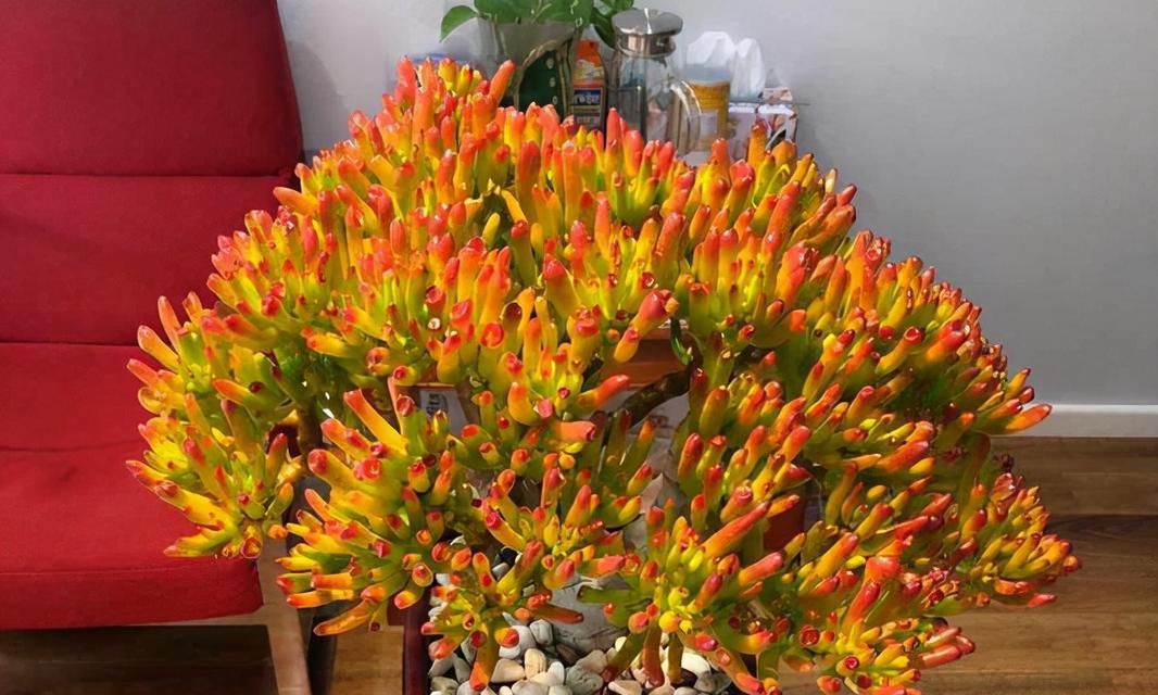 花的寓意大全有哪些？如何根据场合选择合适的花卉？