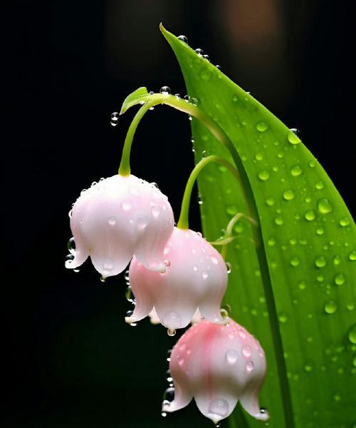 寓意回家和团聚的花卉有哪些？
