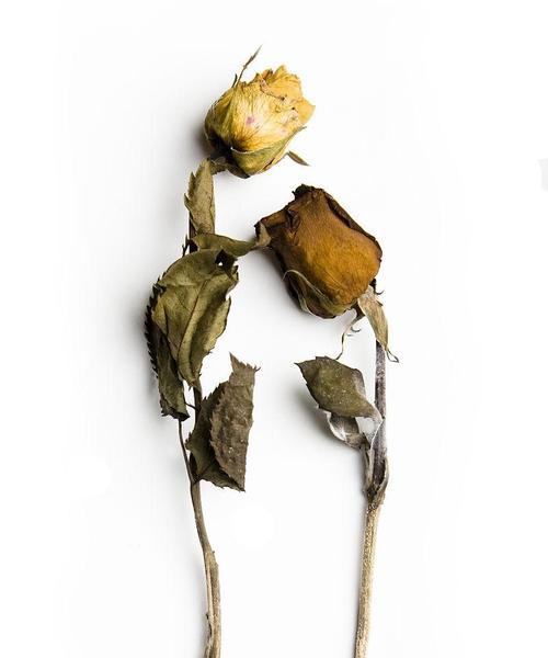 干枯玫瑰花象征着什么？