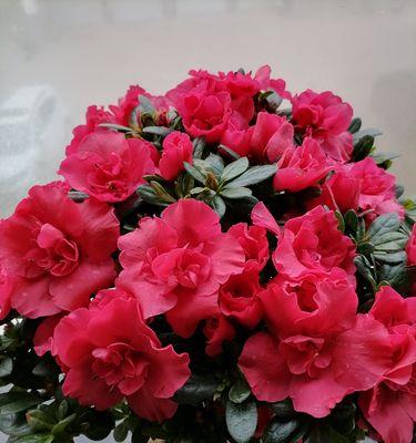 拜神时香配花的含义是什么？宗教仪式中的角色是什么？