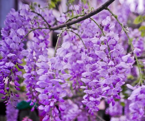 离别的象征花是什么？哪种花代表离别？