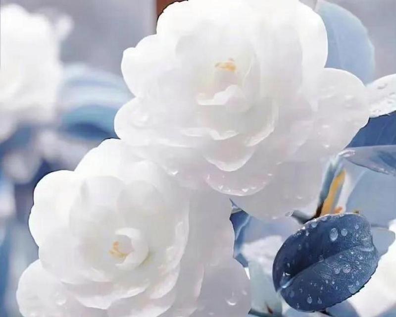 离别的象征花是什么？哪种花代表离别？