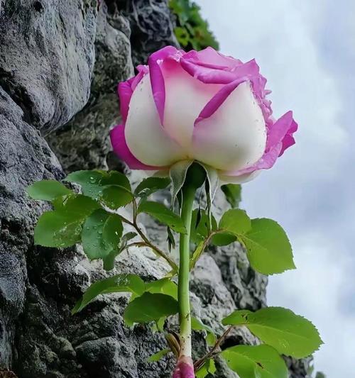 花卉中的坚韧象征：哪些花代表顽强不屈及其寓意？