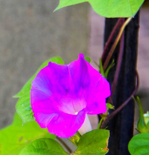 花卉中的坚韧象征：哪些花代表顽强不屈及其寓意？