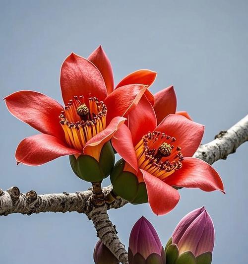 花卉中的坚韧象征：哪些花代表顽强不屈及其寓意？