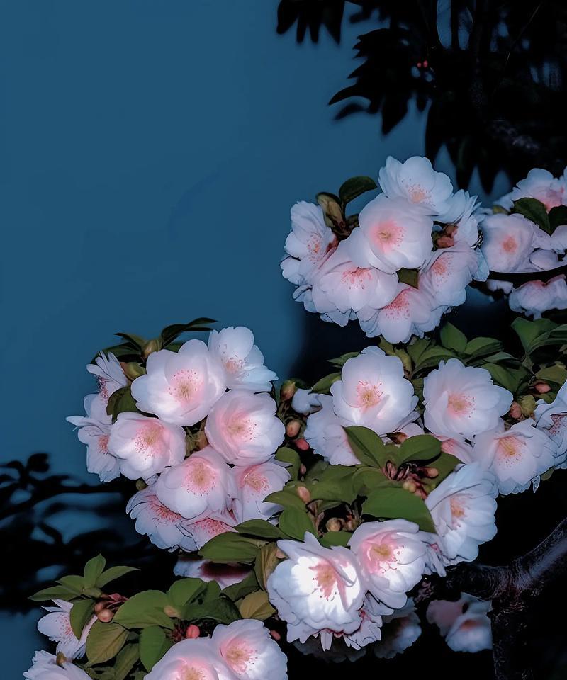 道具花的象征含义是什么？道具花在文化中的地位如何？