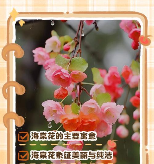 你有哪些花的寓意和象征？个人对花卉象征意义的理解。