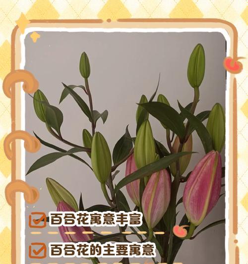 你有哪些花的寓意和象征？个人对花卉象征意义的理解。