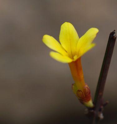 冰寒水沁花含义是什么？罂粟花花语特殊含义是什么？