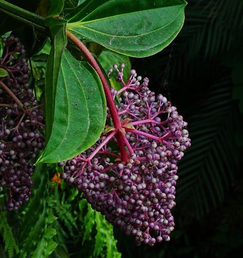粉白色花朵代表什么含义？