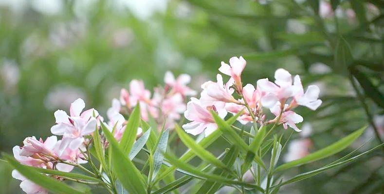 孕妇寓意好的花有哪些？哪些花卉对孕妇有益？