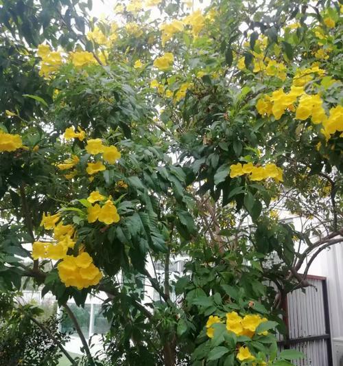自由坦然的象征花卉有哪些？它们的寓意是什么？