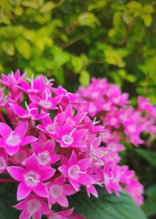 五星花的花语和寓意是什么？