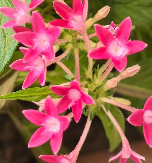 五星花的花语和寓意是什么？
