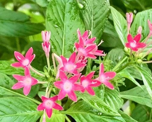 五星花的花语和寓意是什么？
