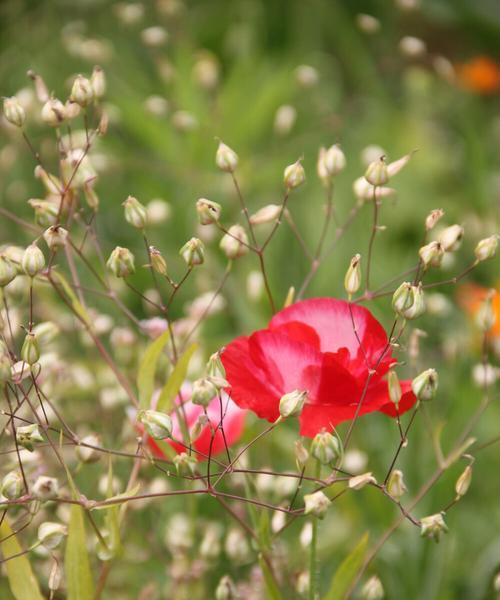 了解花梅朵的象征意义？花梅朵代表什么？