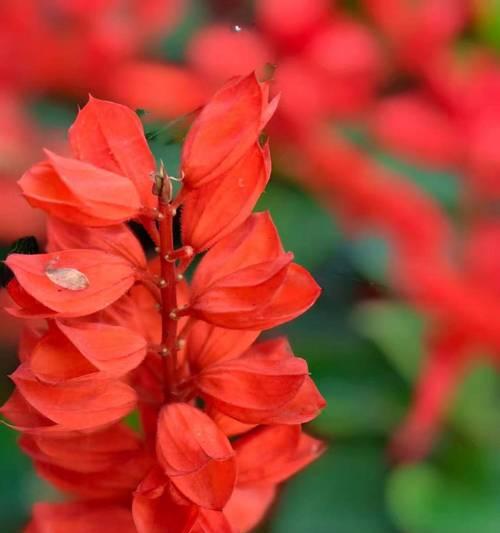 了解花梅朵的象征意义？花梅朵代表什么？
