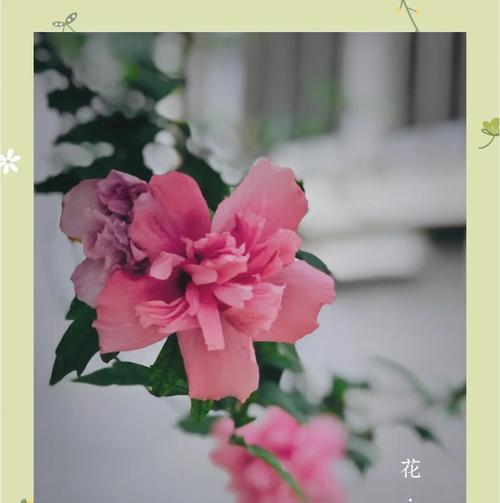 温柔可爱花象征着什么？温柔可爱花的含义是什么？