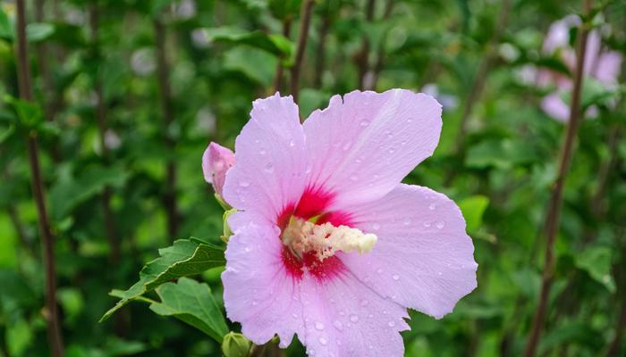 温柔可爱花象征着什么？温柔可爱花的含义是什么？