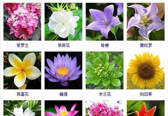 花的品种有哪些？各自的寓意是什么？