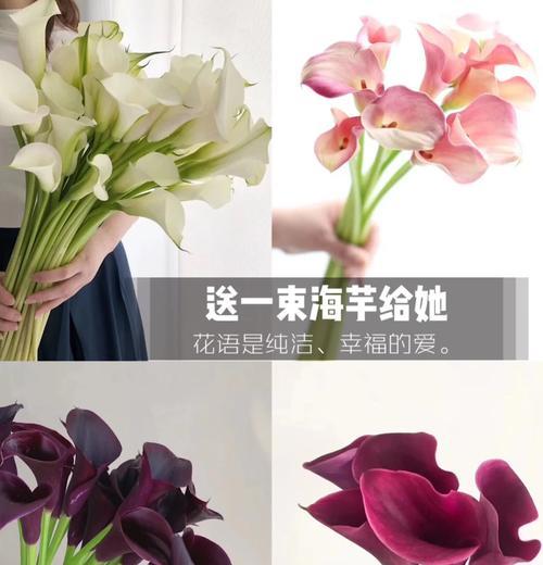 欧洲纯洁象征的花有哪些？它们的文化意义是什么？