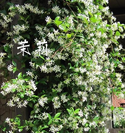 三花风车的特别寓意是什么？象征意义有哪些？