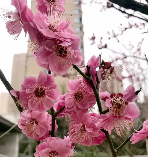 表达期待回家情感的象征花有哪些？归期的象征花是什么？