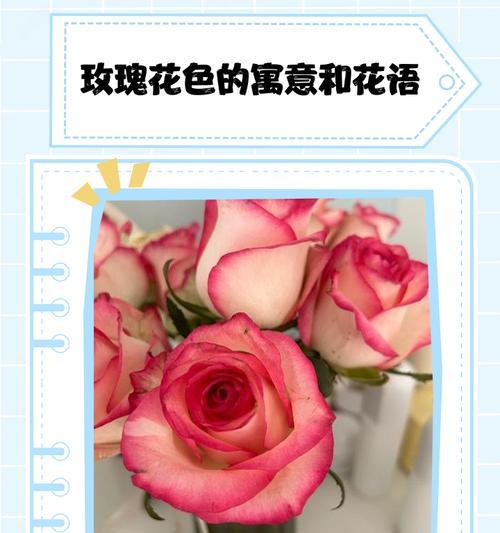 哪种花寓意比爱玫瑰更好？更深层的花语象征是什么？