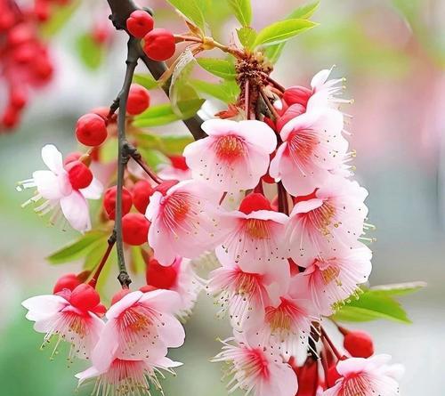 遗憾的象征花有哪些？哪些花卉代表遗憾和失落？