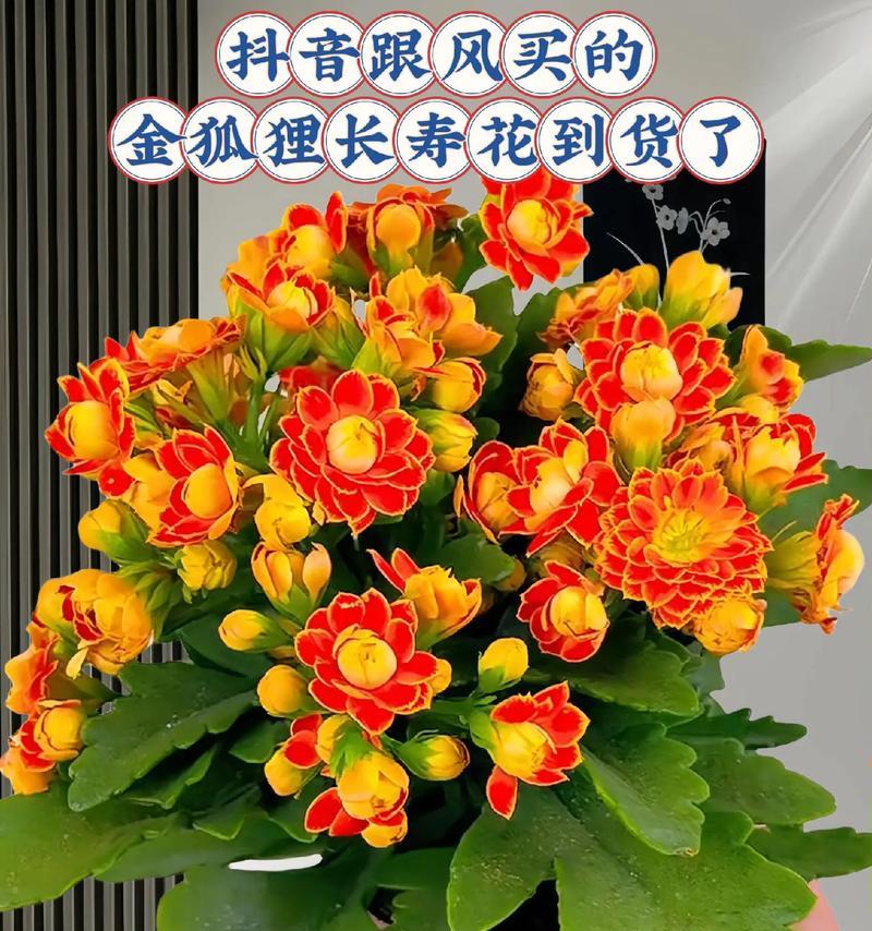 寓意闺蜜脱单的花有哪些？如何挑选合适的祝福花卉？