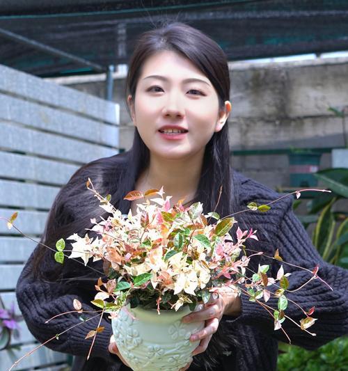 花叶络石的寓意是什么？花叶络石象征着什么？