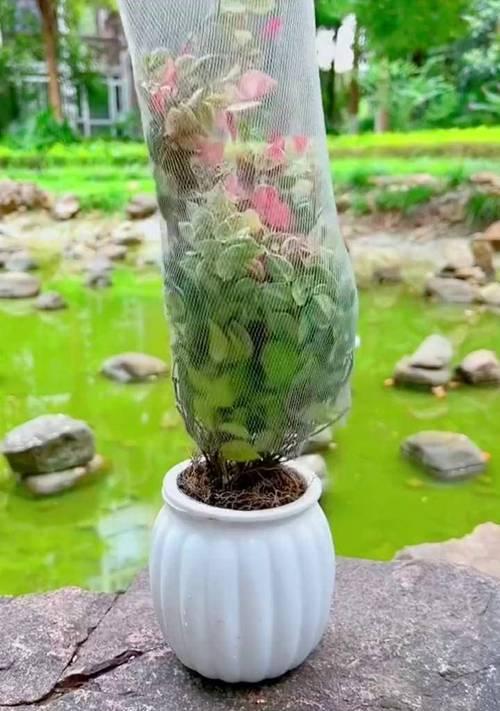 花叶络石的寓意是什么？花叶络石象征着什么？