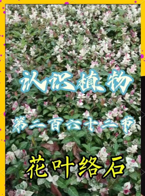 花叶络石的寓意是什么？花叶络石象征着什么？