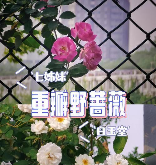 野蔷薇花语含义及其情感象征是什么？