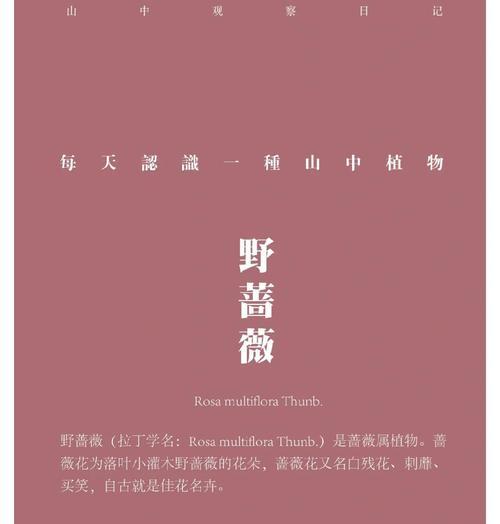 野蔷薇花语含义及其情感象征是什么？