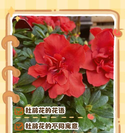 花连的花语含义是什么？它象征着什么？