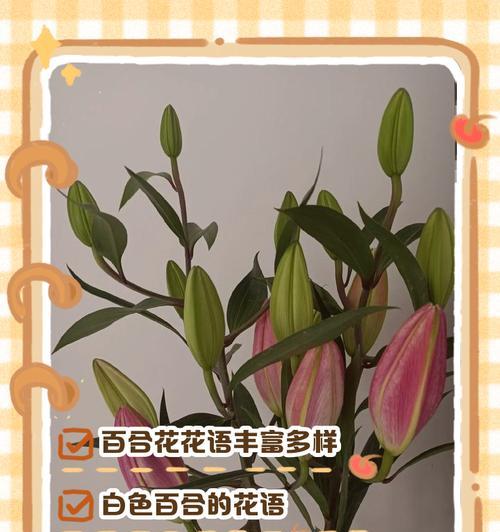 花连的花语含义是什么？它象征着什么？