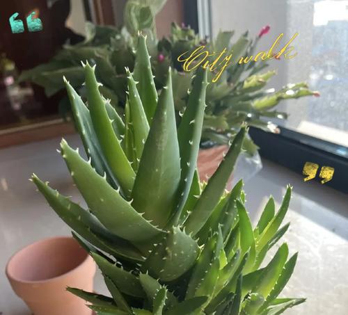 泥巴种的花在花语中有何特殊含义？泥土与花卉的象征联系。