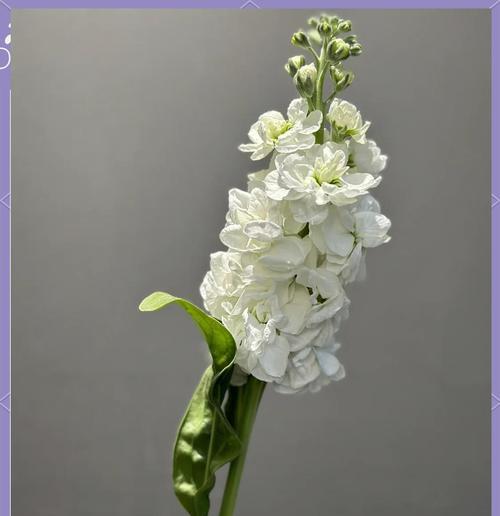 泥巴种的花在花语中有何特殊含义？泥土与花卉的象征联系。