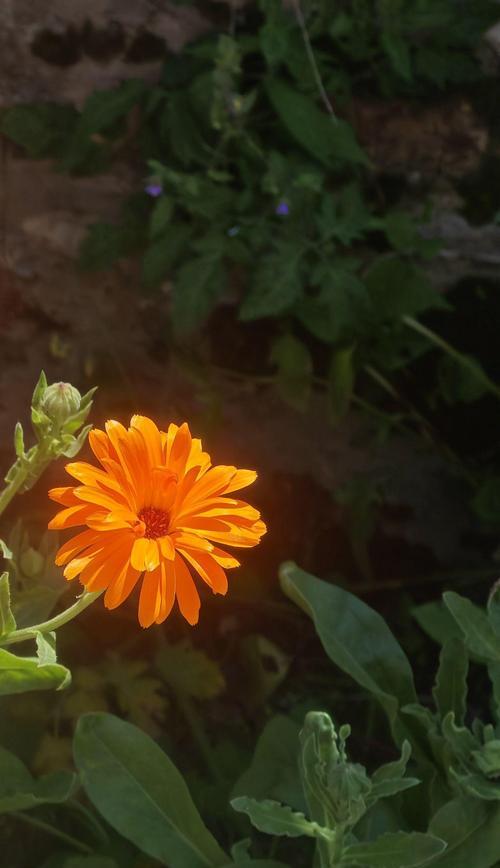 存在含有侮辱含义的花吗？