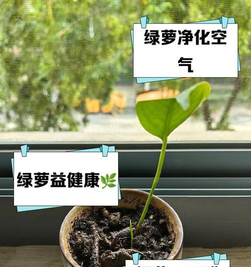 绿箩的花语有哪些？绿箩花语代表了什么含义？